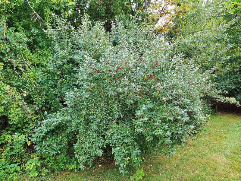 Autumn Olive