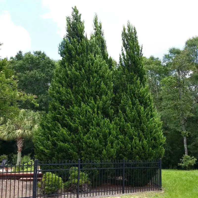 Leyland Cypress
