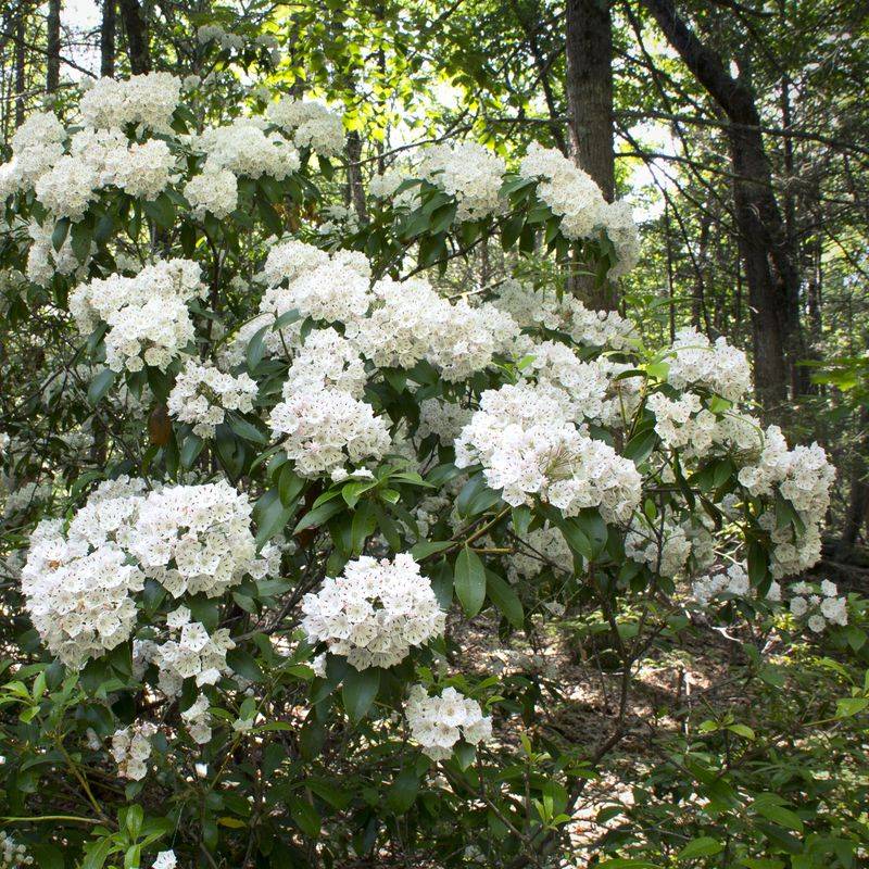 Mountain Laurel