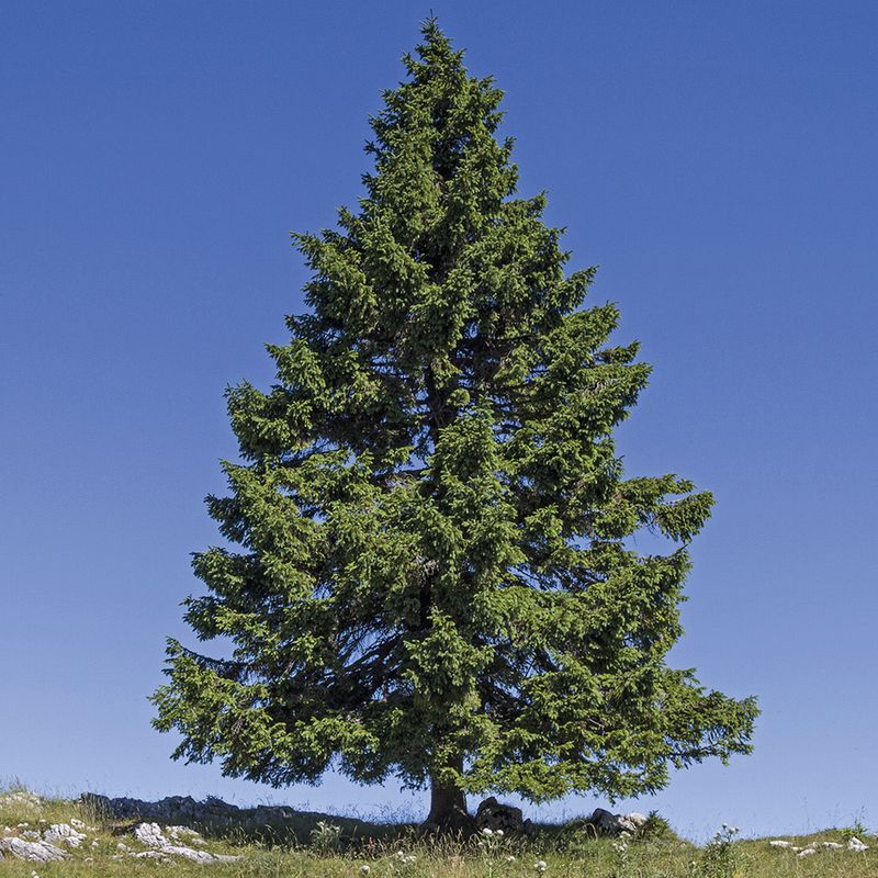 Norway Spruce