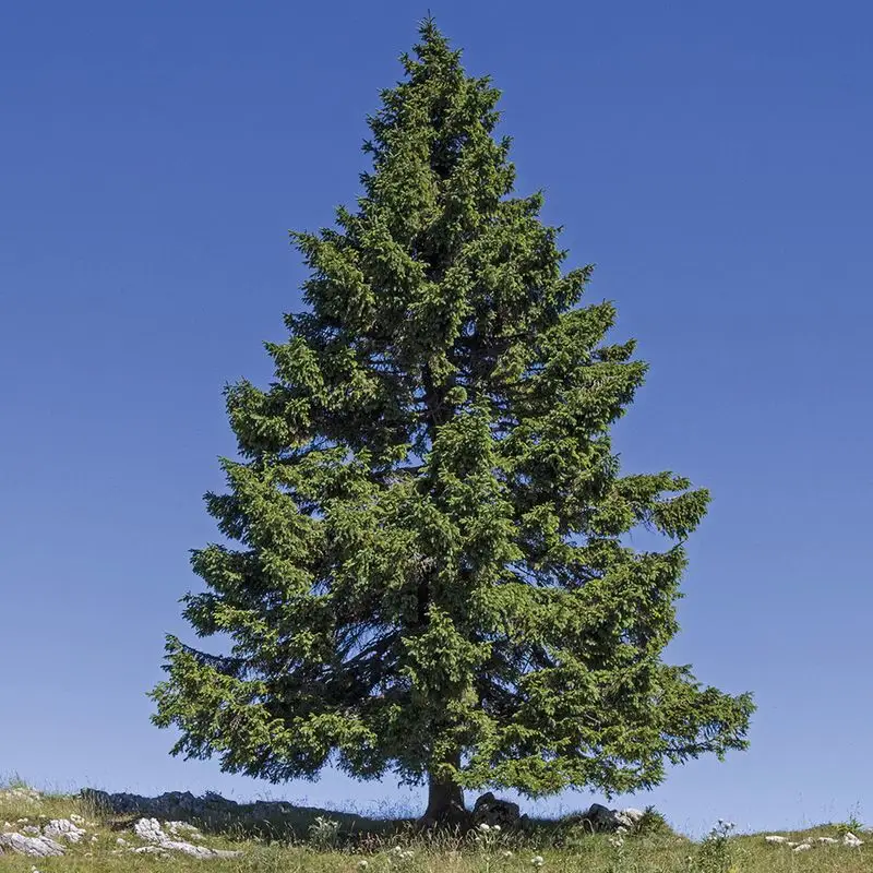 Norway Spruce
