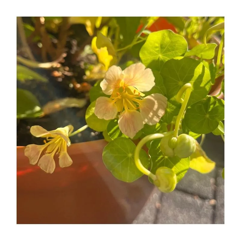Nostalgic Nasturtiums