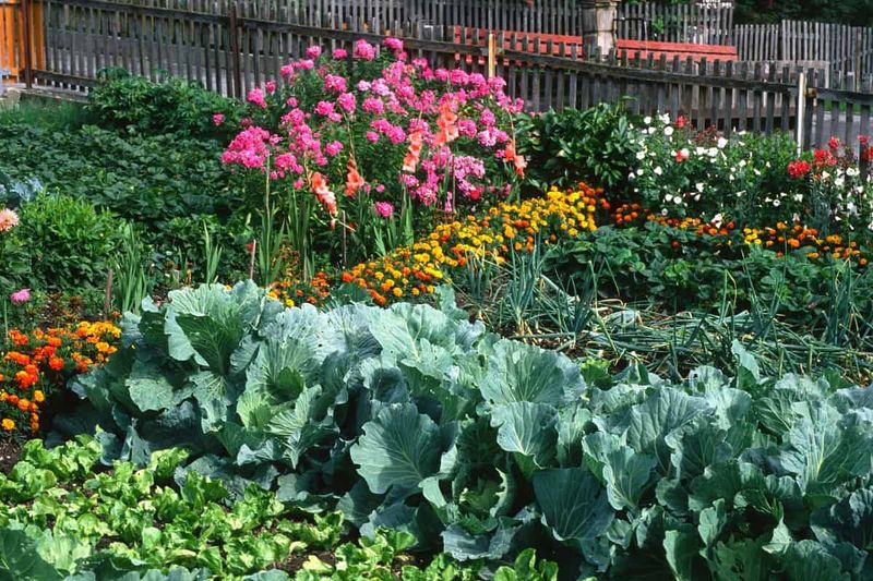 Not Utilizing Companion Planting