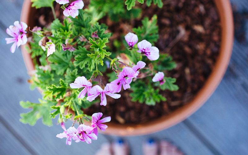 November: Scented Geranium