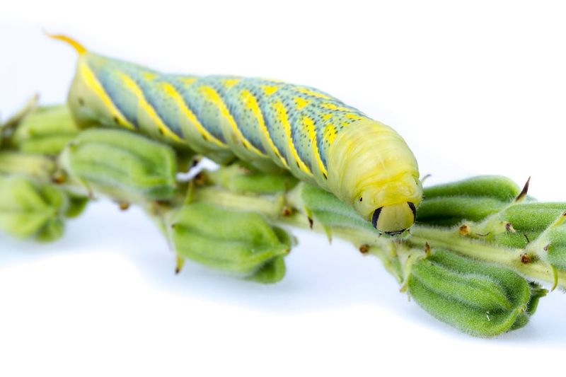 Managing Pests and Diseases
