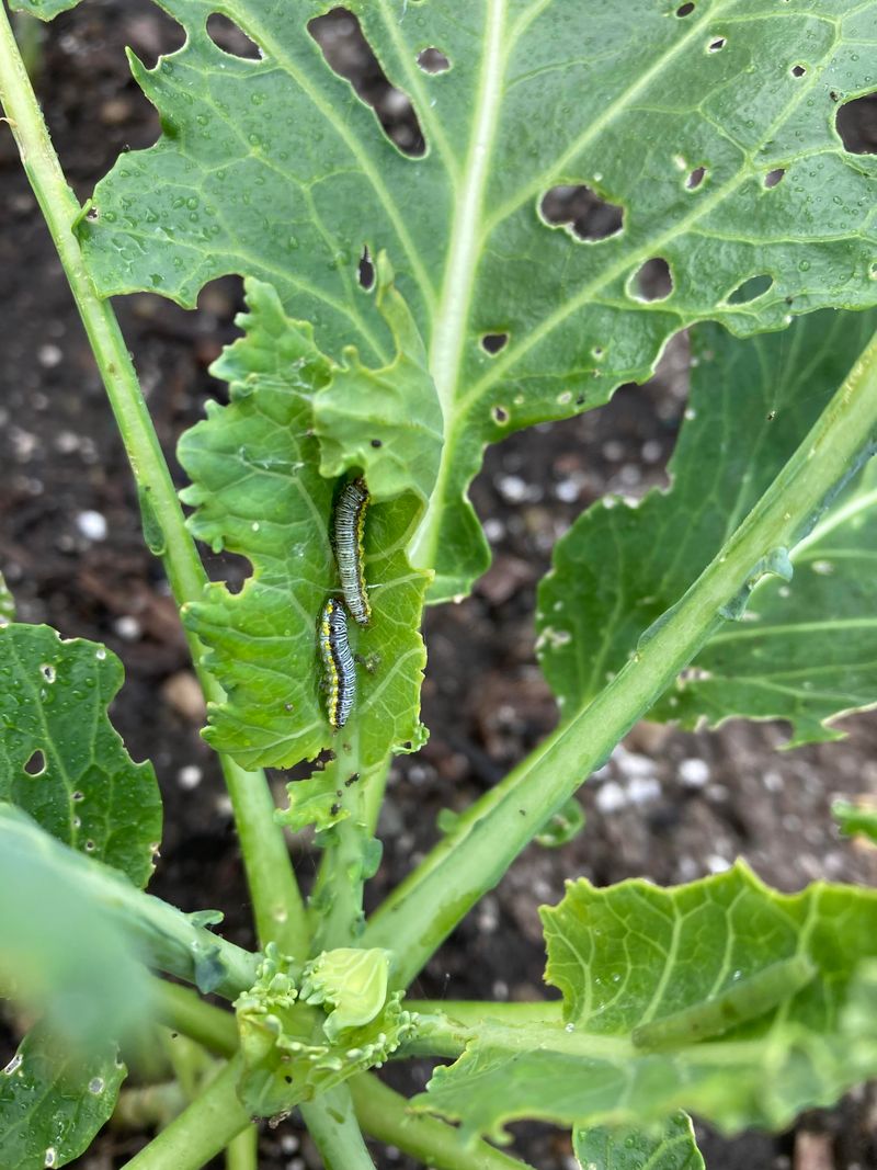 Pest Attack-Induced Defense Compounds