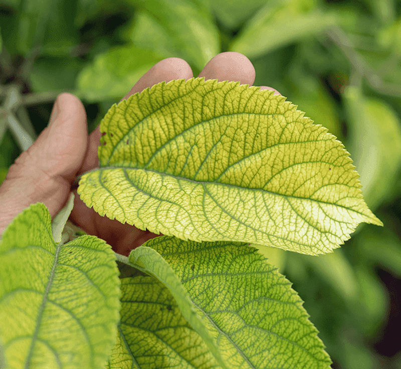 Nutrient Deficiency