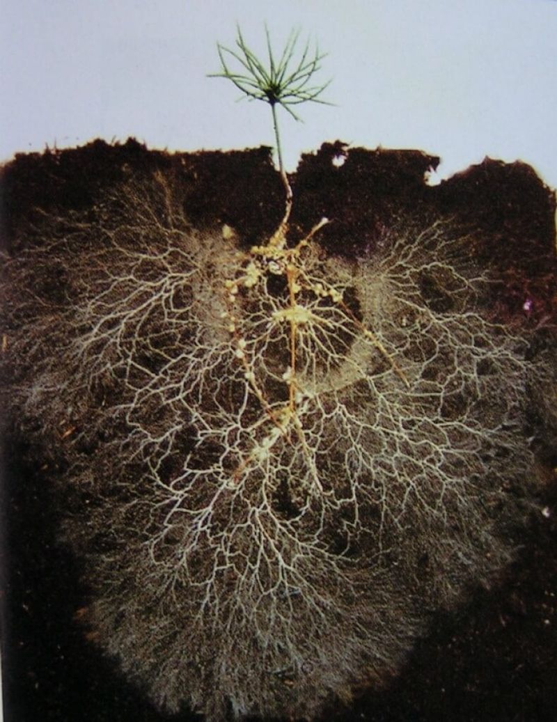 Nutrient Exchange