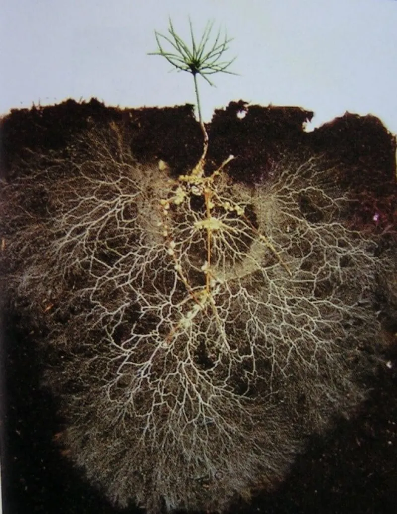 Nutrient Exchange