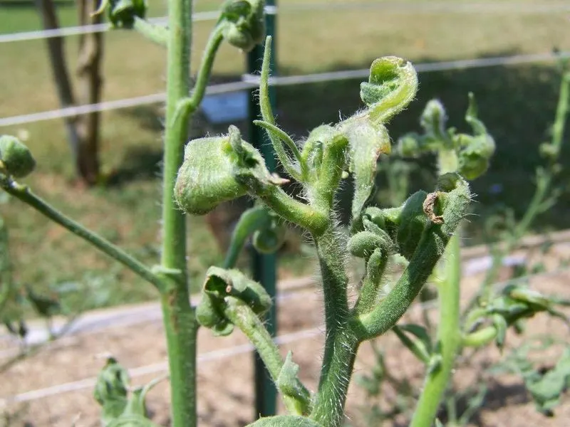 Herbicide Damage