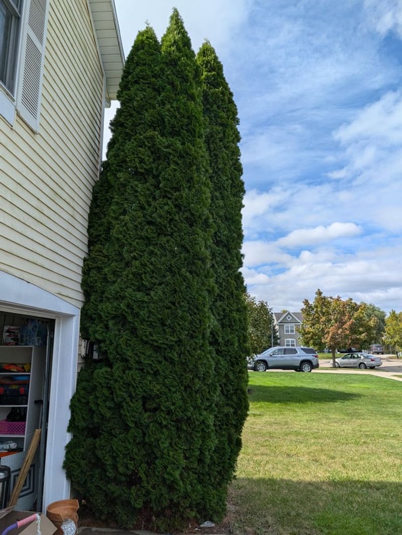 Arborvitae