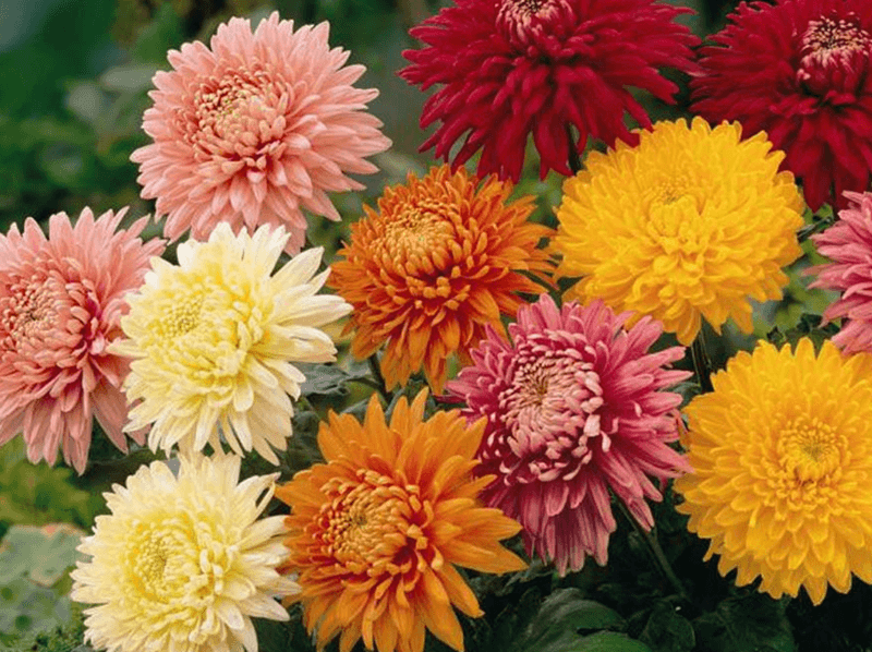 October: Chrysanthemum