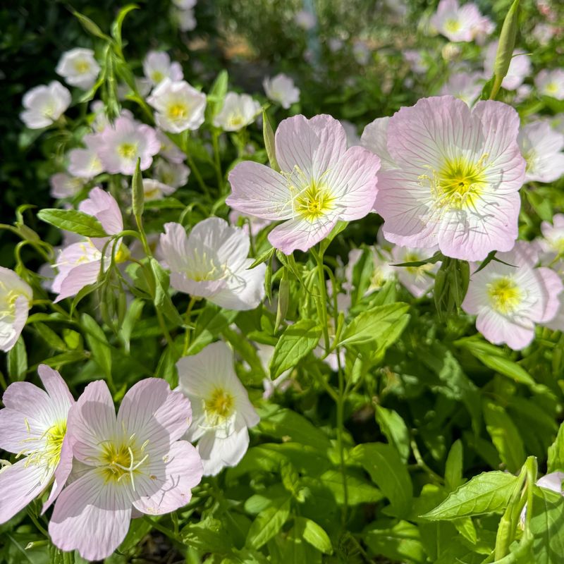 Oenothera (Evening Primrose)