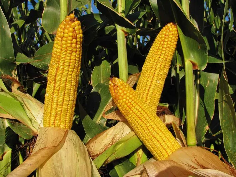 Sweet Corn