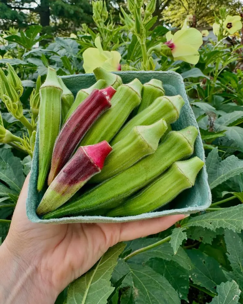 Okra