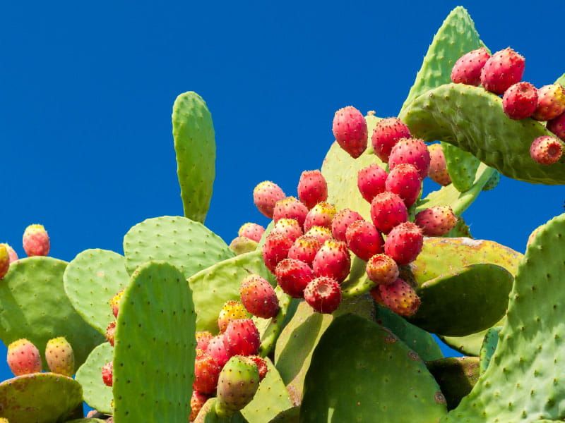 Prickly Pear