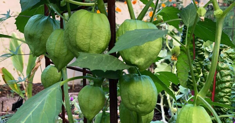 Tomatillo