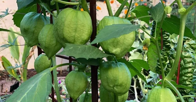 Tomatillo
