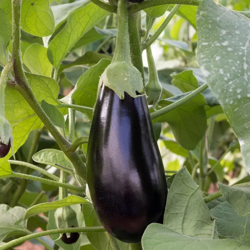 Eggplant