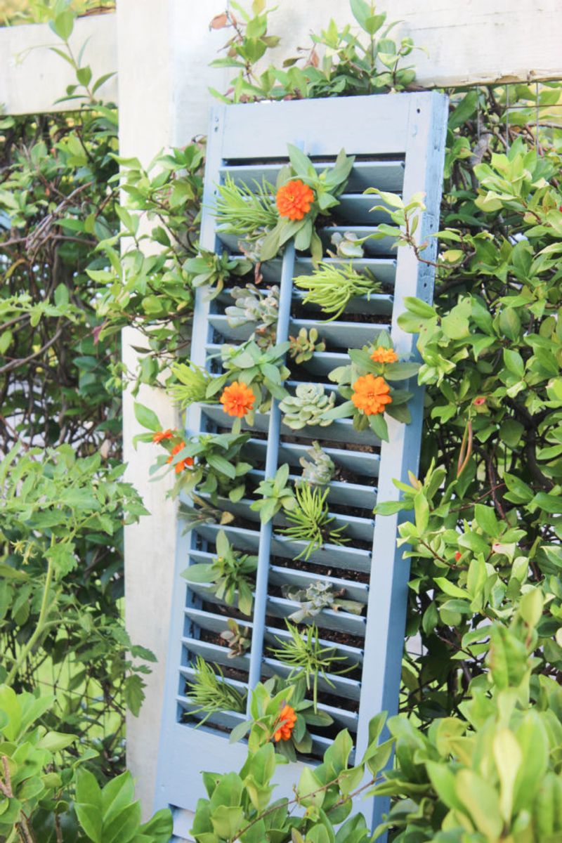 Old Shutter Trellis