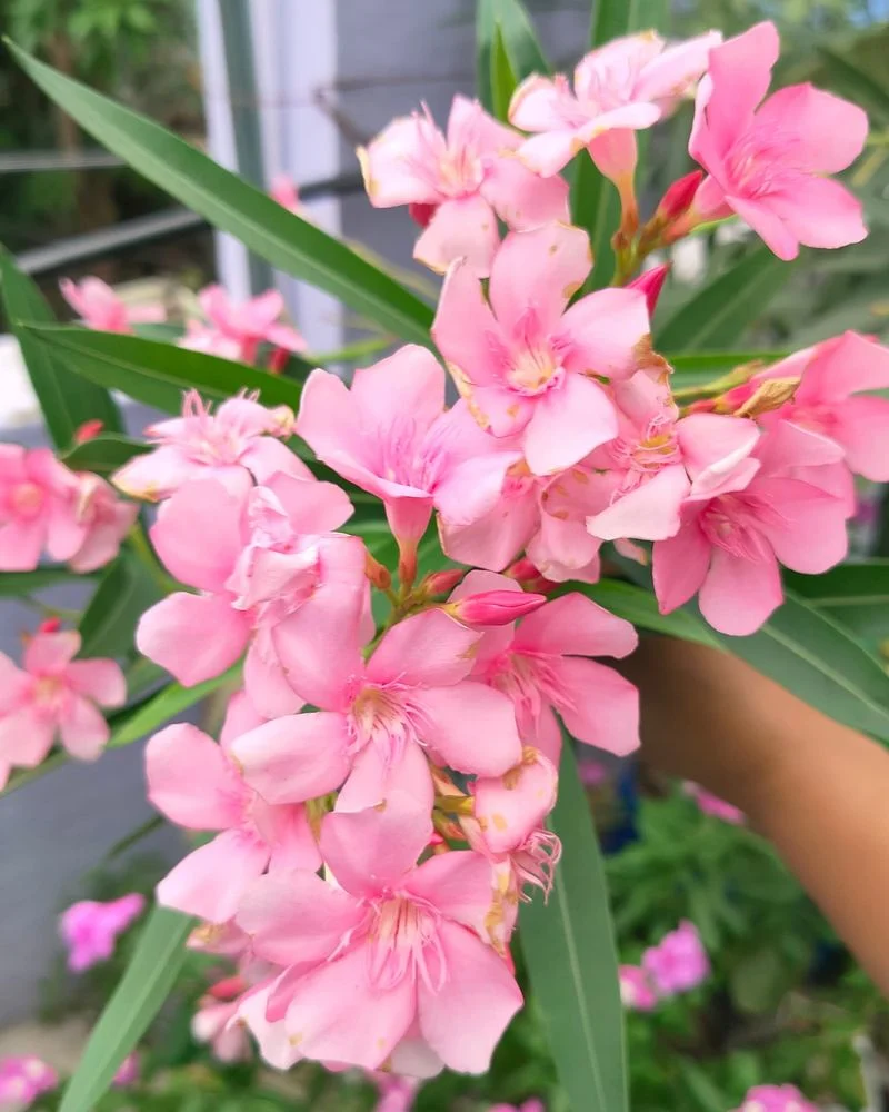 Oleander