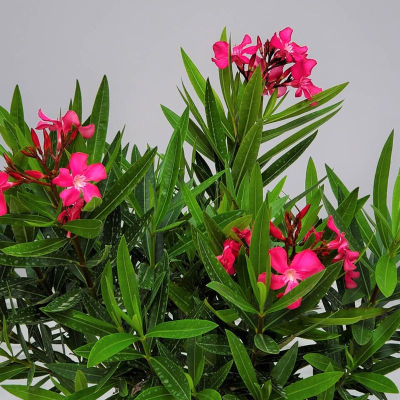 Oleander