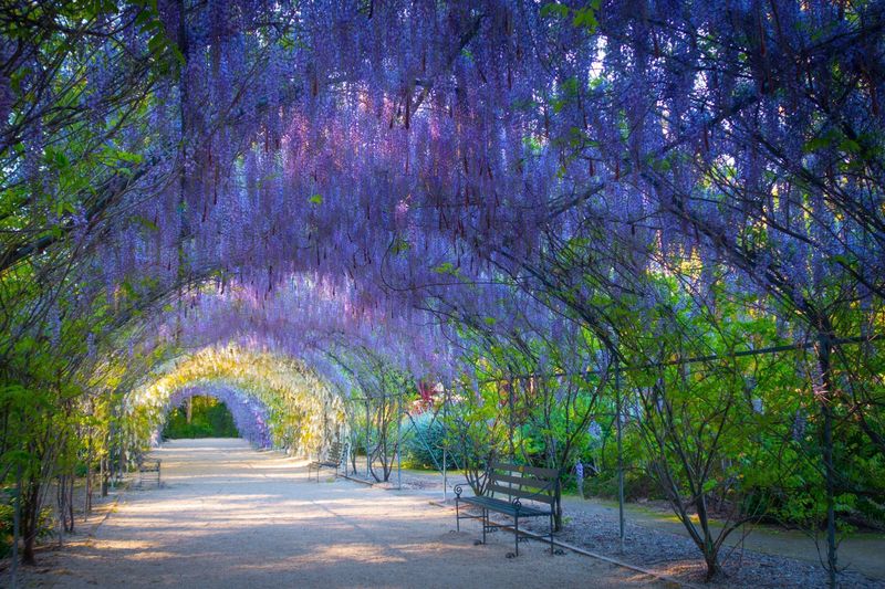 Wisteria