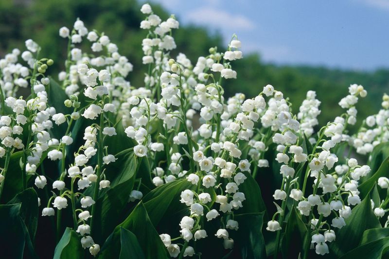 Lily of the Valley
