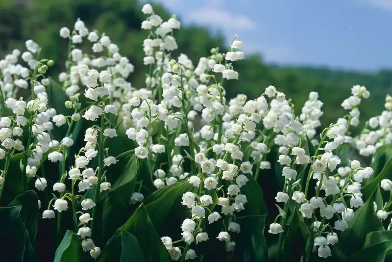 Lily of the Valley
