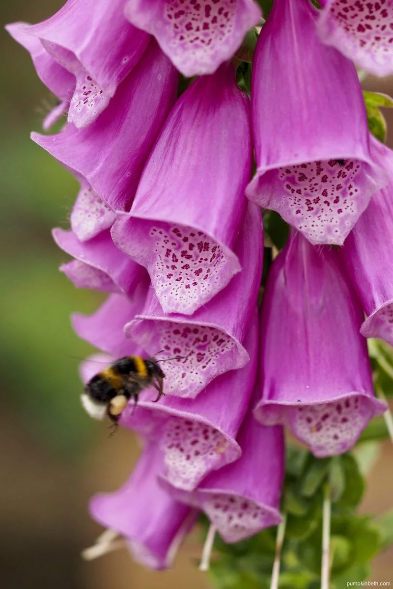 Foxglove