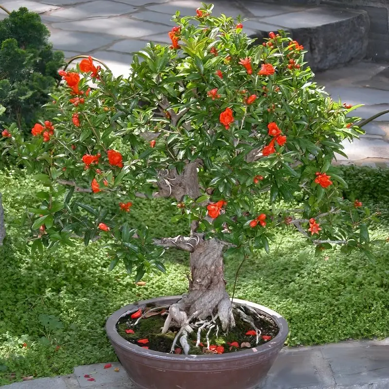 Dwarf Pomegranate