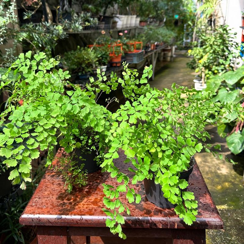 Olives and Ferns