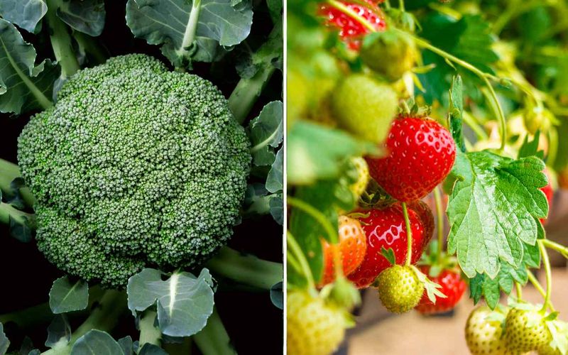 Strawberry and Broccoli
