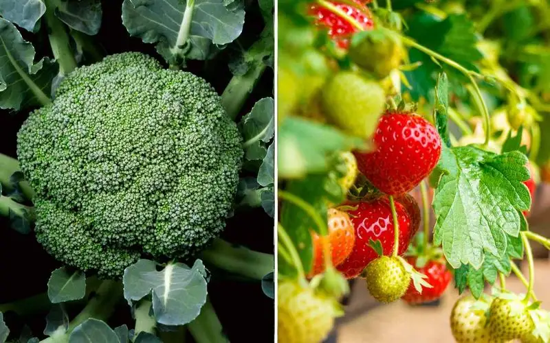 Strawberry and Broccoli