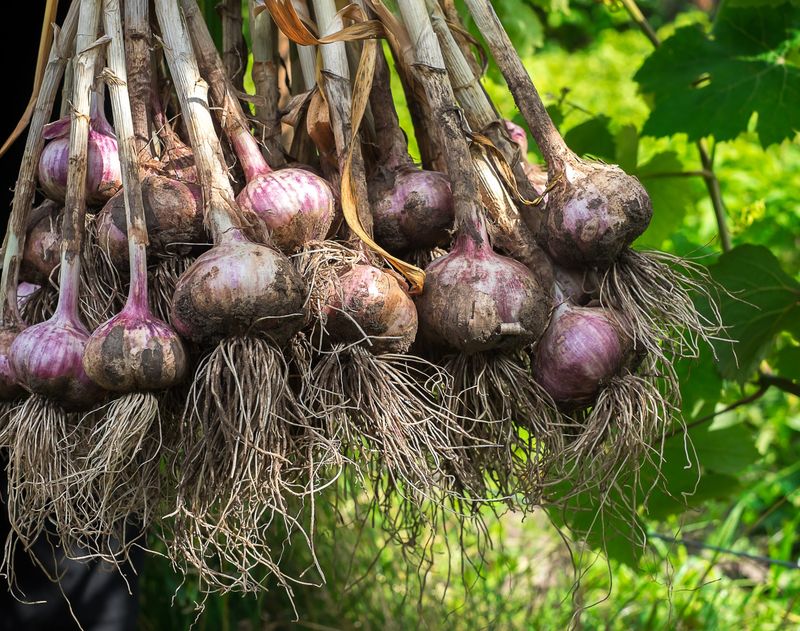 Garlic