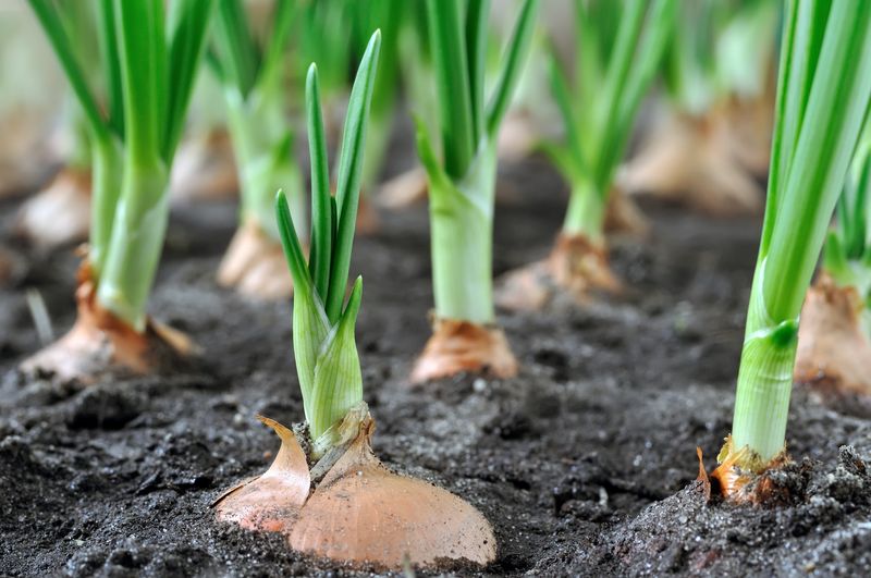Onions