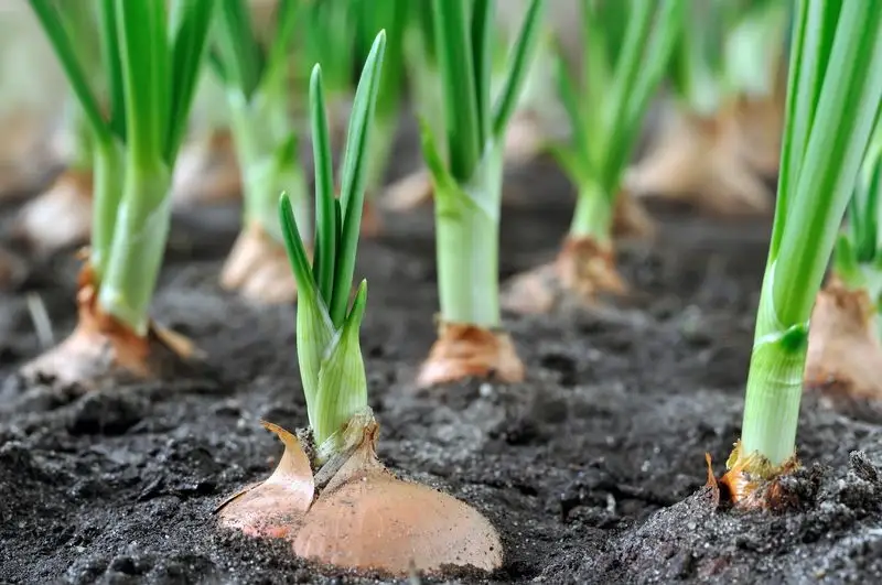 Onions