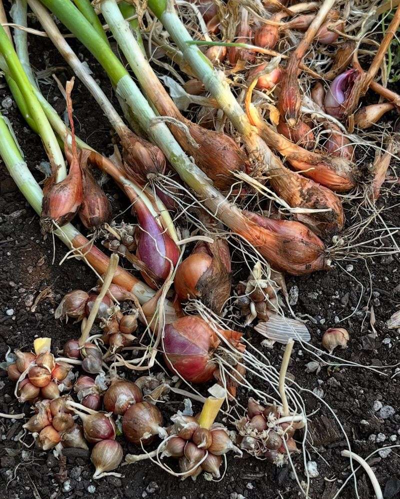 Onions