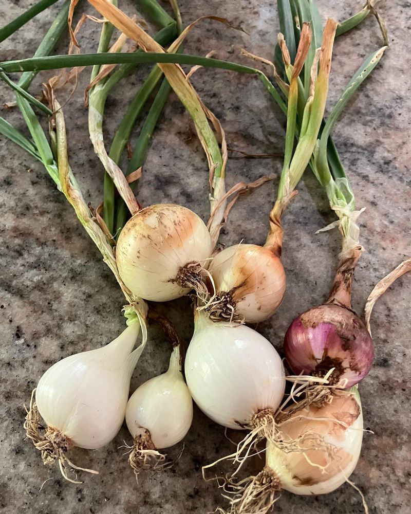 Onions