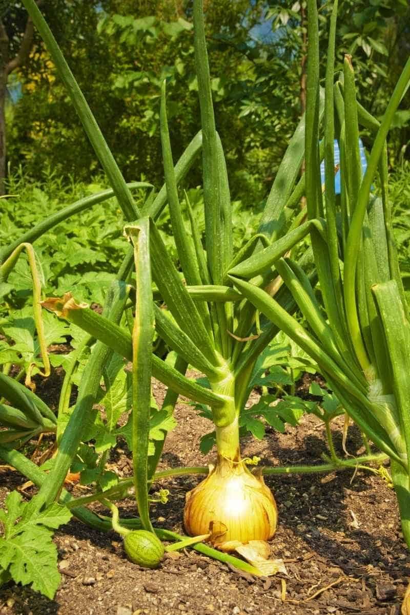 Onions