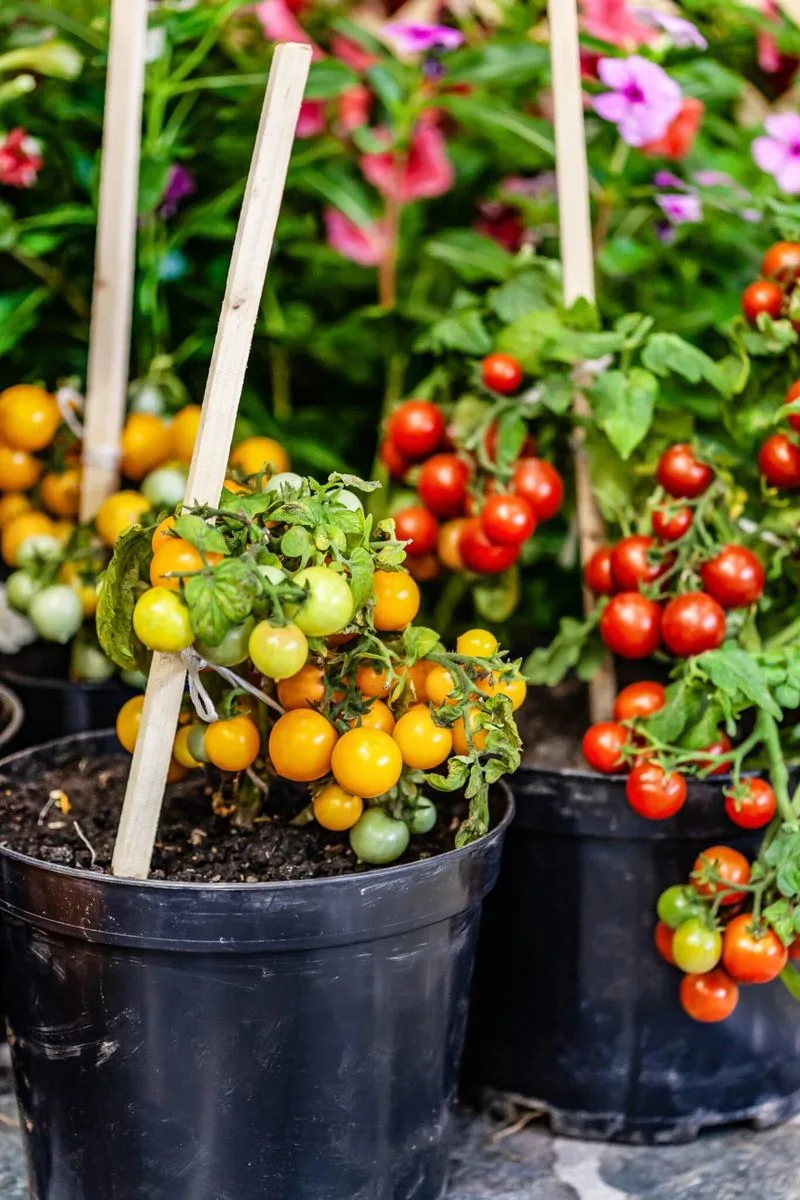 Watering Techniques