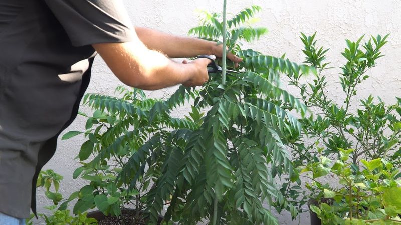Pruning for Growth