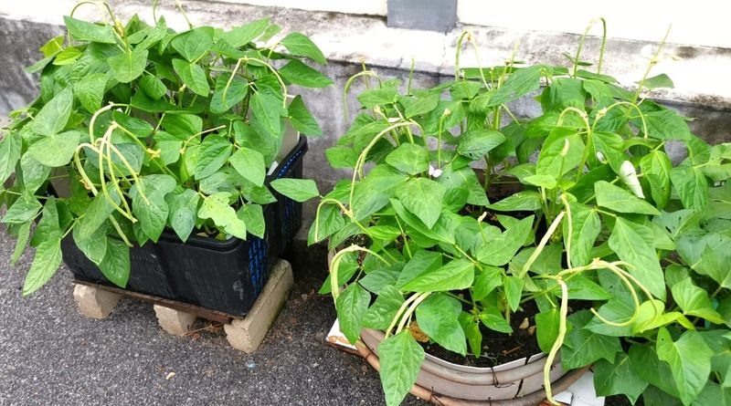 Optimal Watering Techniques