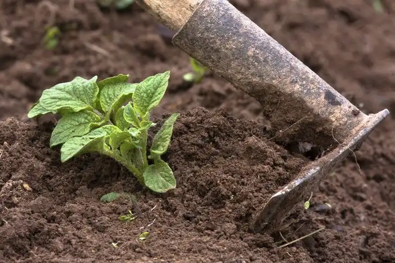 Soil Mounding Techniques