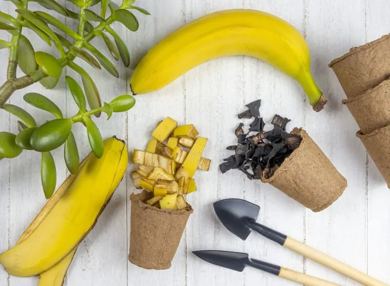 Banana Peel