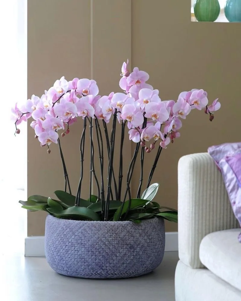 Orchid