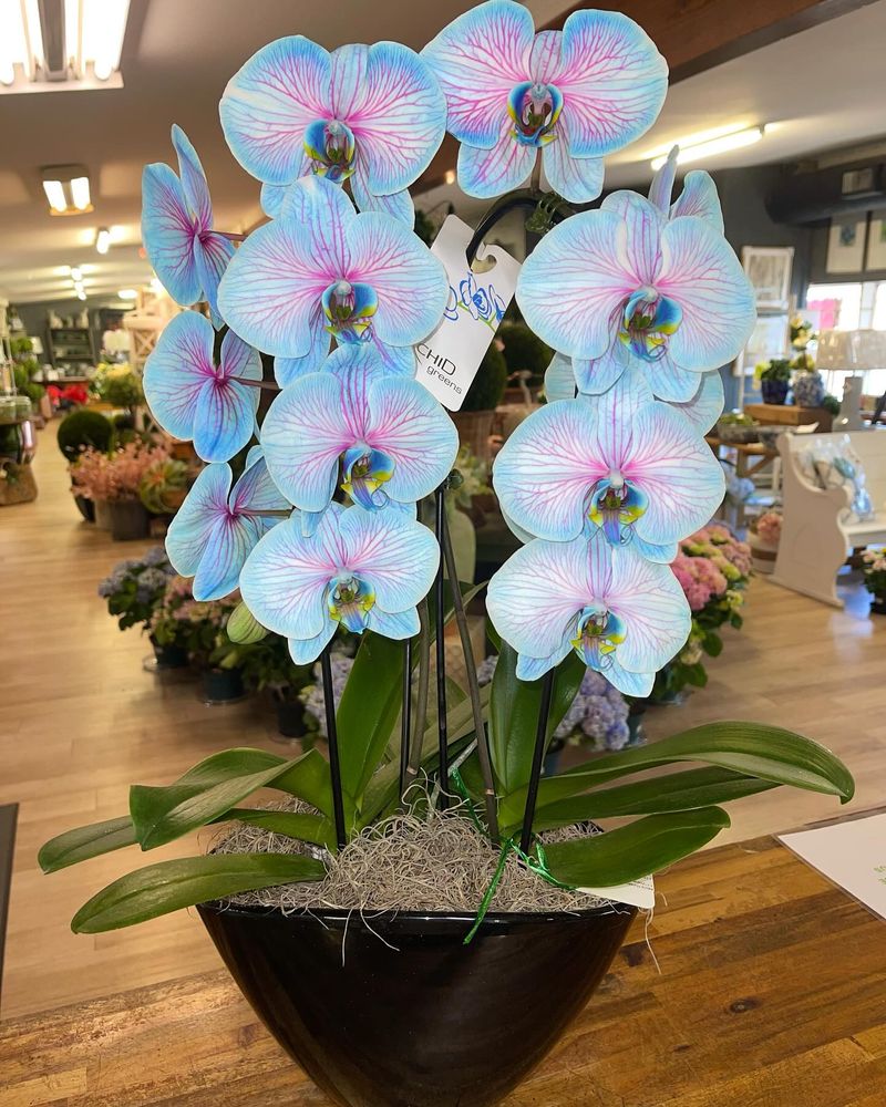 Orchid