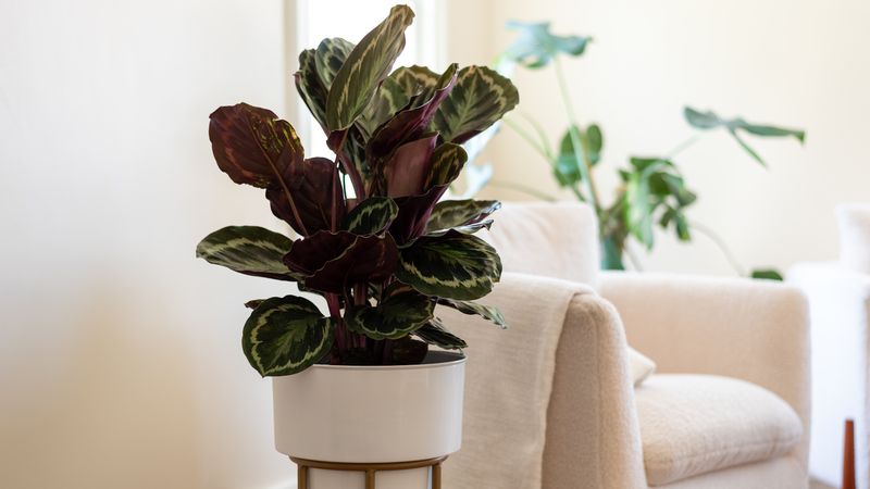 Calathea