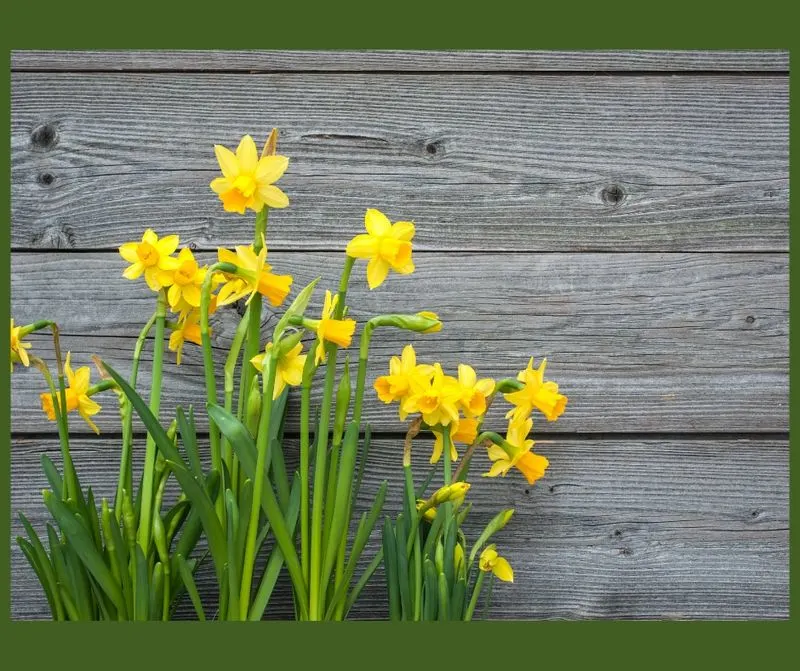 Daffodil
