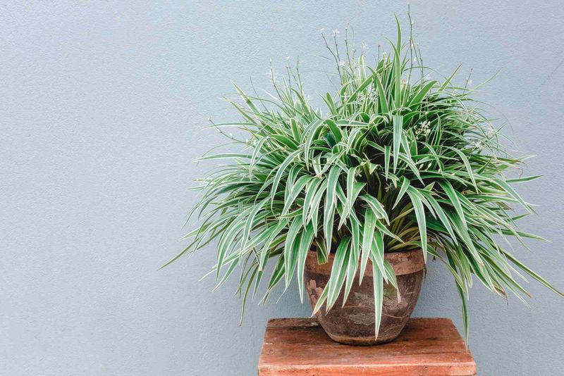 Boston Fern vs. Spider Plant